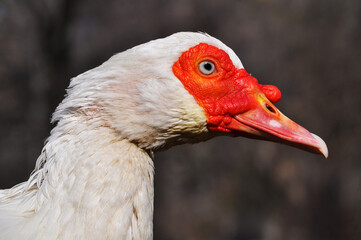 Portrait of a white Muscovy duck's head