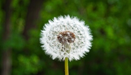 Dreamy dandelion seed head against a soft green backdrop evokes peace and natural beauty for springtime designs