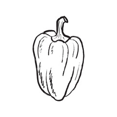 Big bell pepper design in black brush stroke texture isolated on white. Hand drawn vector sketch illustration in vintage charcoal ink. Tasty vegetable design, salad ingredient, farm, agriculture.