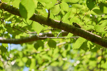 夏らしい風景。木漏れ日にキラキラ光るぼやけた木々の背景と桜の木にとまったクマゼミ。