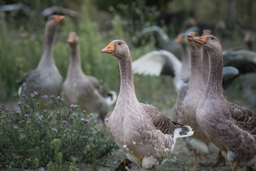 group of geese