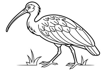 coloring page line art the ibis black vector
