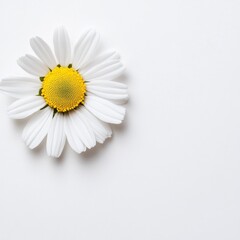 Fototapeta premium White Daisy on White Background,Floral Photography,Nature Photography, flower