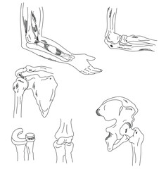 Science of hand drawn vector anatomy of different bone joints outline.