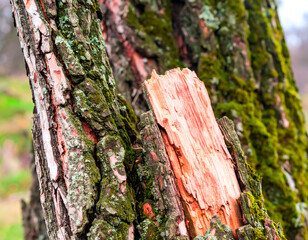Close-Up of Damaged Tree Bark with Moss and Natural Texture
