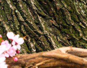 Close Up of Tree Bark with Pink Blossoms and Moss