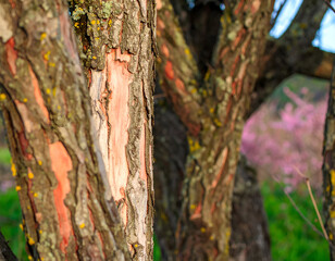 Close Up of Weathered Tree Bark with Pink Undertones