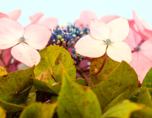 Close Up Pink and Blue Hydrangea Blossoms with Green Leaves