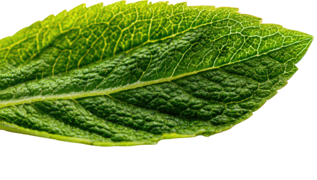 Close-up of a vibrant green leaf, exhibiting intricate vein patterns