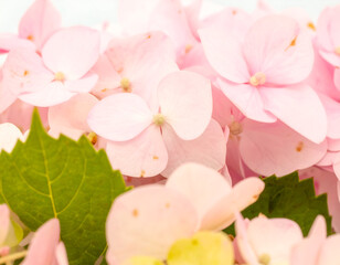 Closeup of Light Pink Hydrangea Blossoms with Green Leaves