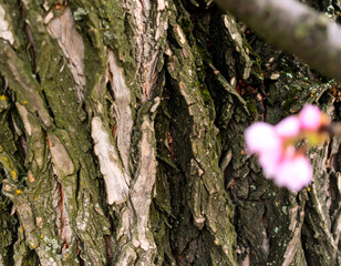 Closeup of Tree Bark with Pink Flower