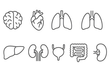 Obraz premium Medical organs line icon set. heart, brain, lungs, kidney, liver outline style collection