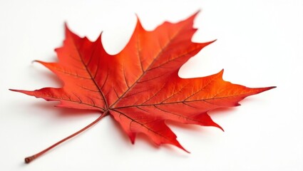 Vibrant Red Maple Leaf Symbolizing Autumn's Beauty and Change