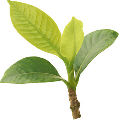 close-up of small green plant sapling with fresh leaves and stem isolated white background, healthy early growth of vibrant foliage, beginnings, sustainability and nature concept