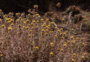 Flora of Gran Canaria -  Carlina salicifolia, species of thistle found in Macaronesia, natural...