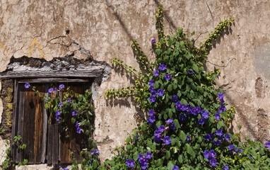Flora of Gran Canaria - Ipomoea purpurea, common morning-glory, introduced species, natural floral background