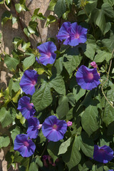 Flora of Gran Canaria - Ipomoea purpurea, common morning-glory, introduced species, natural floral background