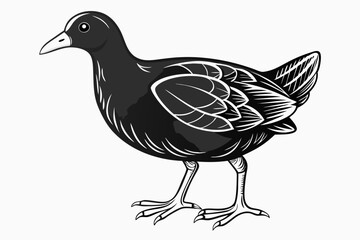 coloring page line art the gallinule black vector