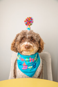 Close-up portrait of a goldendoodle sitting at a table wearing a neck scarf and bobble hat