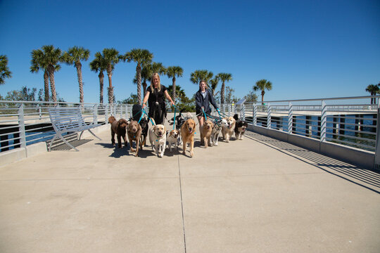 Two smiling women walking a group of twelve assorted dogs along the waterfront, Florida, USA