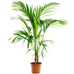 Full view of a vibrant houseplant