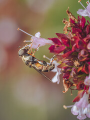 A Thick-legged hoverfly (Syritta pipiens) feeding on a Marjoram flower