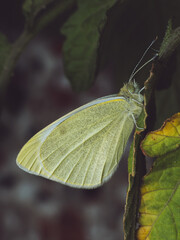 A Small White butterfly (Pieris rapae) roosting for the night on a tomato plant