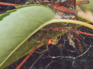 A garden spider with a red tick attached