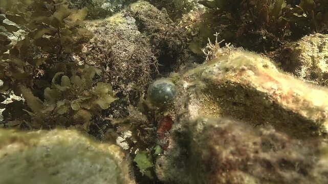 Bubble algae &ndash; Valonia ventricosa &ndash; resting on coral. This unique marine organism is a single giant cell.