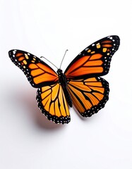 Fototapeta premium Monarch butterfly, vibrant colors