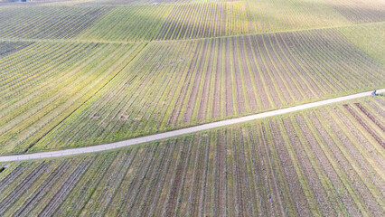 Aerial View of Vineyard with Winding Path