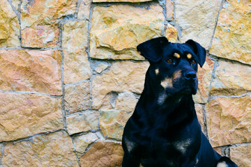 A portrait of a large black dog with ginger spots on its face and chest. The animal is sitting...