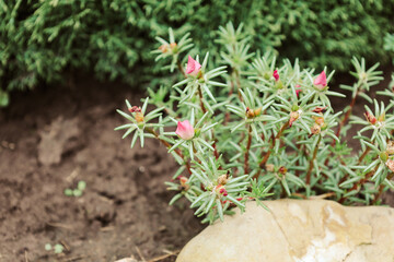 A close-up shot features a succulent with fleshy leaves and unopened pink buds, contrasting against the smooth surface of a light stone. This photo captures the fragility and resilience of garden plan