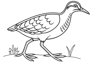 coloring page line art the jacana black vector