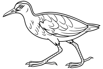 coloring page line art the jacana black vector