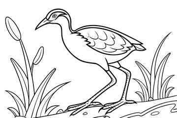 coloring page line art the jacana black vector