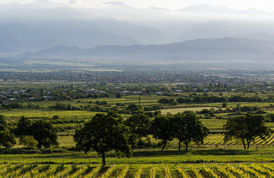 Aerial view of Rows of vines growing in a vineyard in the countryside, Kakheti, Georgia