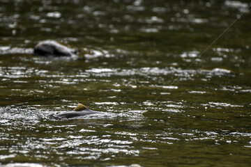 Close-up of a fish caught on a fishing line in a river, British Columbia, Canada