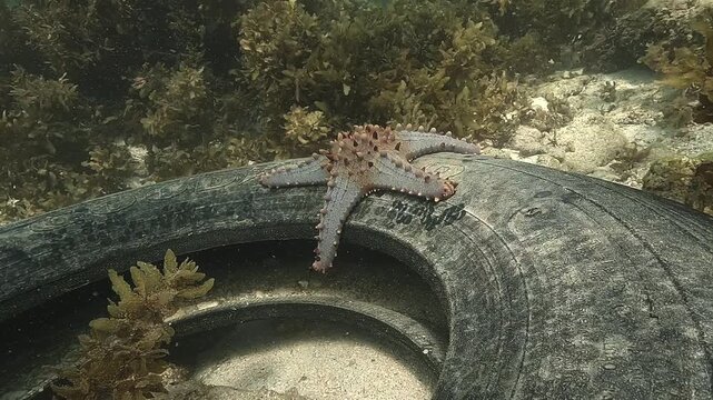 A beautiful cushion sea star &ndash; Pentaceraster alveolatus &ndash; rests on a discarded tire on the sandy bottom of a Philippine lagoon