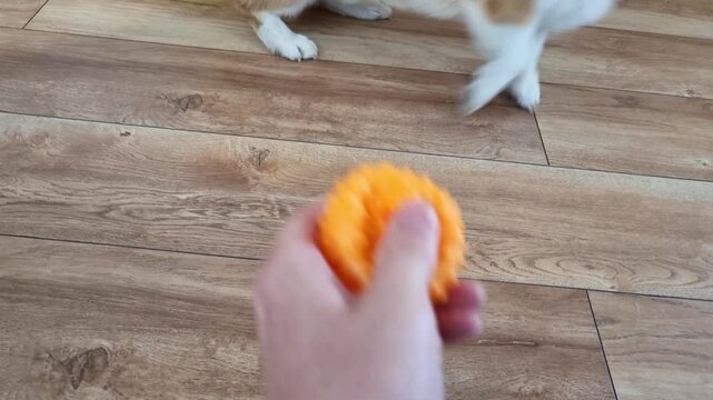 Corgi puppy does not give away a yellow toy. Pembroke welsh corgi. Young dog takes away toy