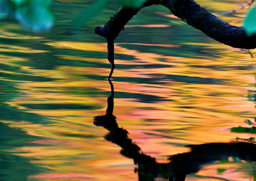 Close-up silhouette of a branch and abstract autumn leaves reflected in a lake, Lithuania