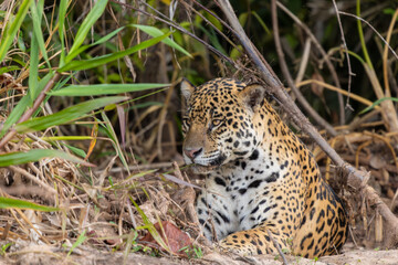 Jaguar Resting on the Riverbank, Pantanal Wetlands, Brazil
