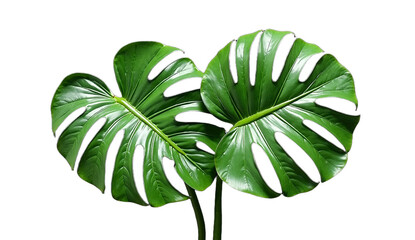 High‑Resolution Isolated Monstera Deliciosa Leaves Tropical Botanical Stock Image