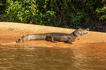 Fototapeta premium Caiman Basking With Mouth Open on a Sandbank in the Cuiaba River in The Pantanal, Brazil
