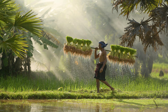 Side view of a barefoot shirtless Farmer waking through a field carrying dripping rice plants on a stick, Thailand