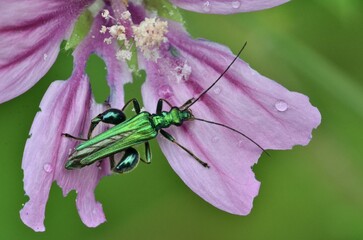 Oedemera nobilis
