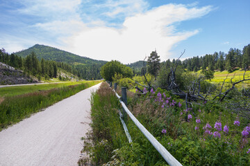 Tall grass and purple wildflowers along the George S. Mickelson Trail, South Dakota