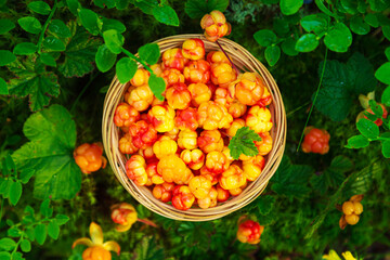 Fresh cloudberries in a wicker basket in a wild forest.  Still life with berries.