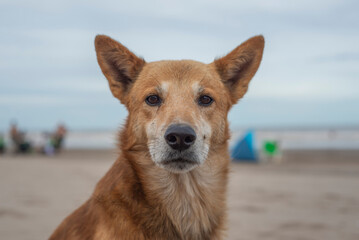 Perro en la playa