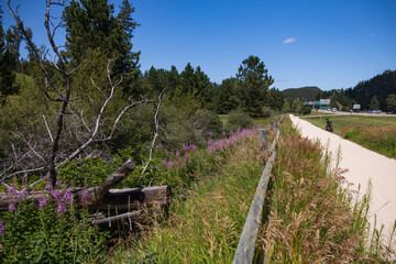Tall grass and purple wildflowers along the George S. Mickelson Trail, South Dakota